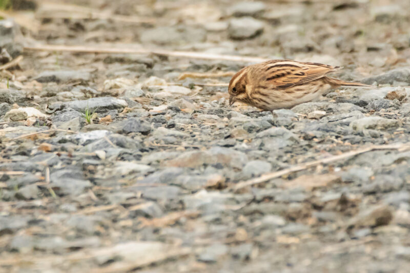Bruant des roseaux femelle